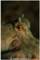 resting.  night dive photo by Joseph Azzopardi 